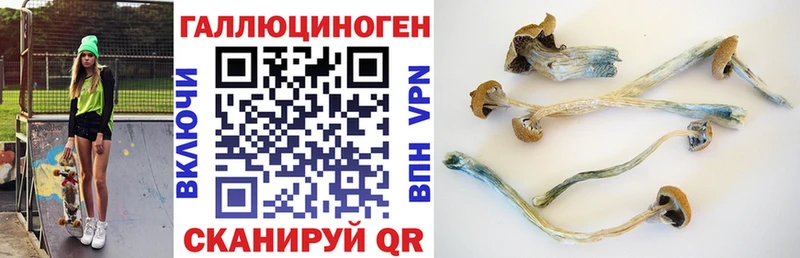 Купить где  Ачинск  Псилоцибиновые грибы Psilocybe 