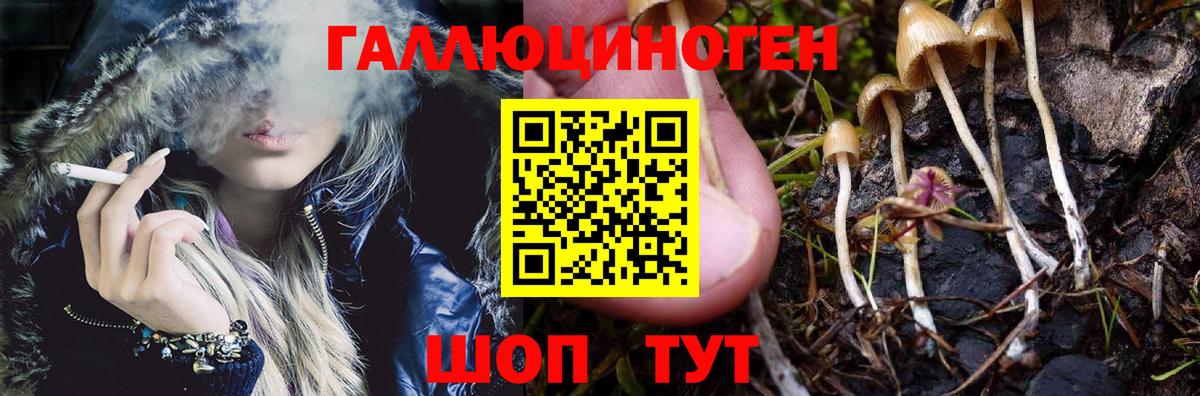 Псилоцибиновые грибы Psilocybe Ачинск