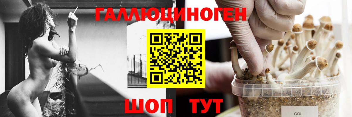 Псилоцибиновые грибы Psilocybine cubensis Ачинск