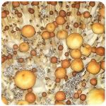 Псилоцибиновые (галлюциногенные)  грибы Psilocybin "Golden Teacher" в Ачинске